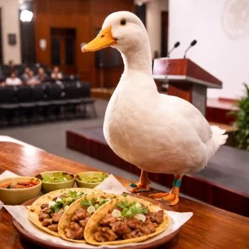 Pato Merlín visita la Mañanera y su familia revela que come taco de carnitas los domingos