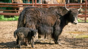 Zoológico de Morelia anuncia el nacimiento de múltiples crías en óptimas condiciones de salud