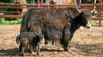 Zoológico de Morelia anuncia el nacimiento de múltiples crías en óptimas condiciones de salud