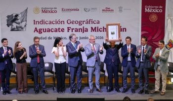 IMPI y Economía otorgan Indicación Geográfica al aguacate Hass de 31 municipios de Michoacán