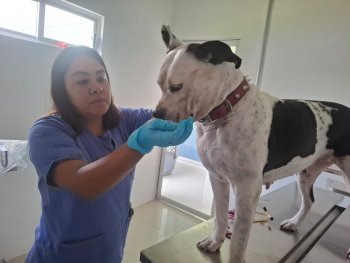 Rescatan a perrita Pitbull extraviada en Puebla tras reportes en redes sociales