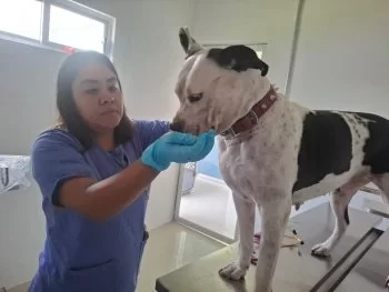 Rescatan a perrita Pitbull extraviada en Puebla tras reportes en redes sociales