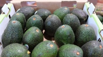 Indicación Geográfica ‘Aguacate Franja Michoacán’ fortalecerá competitividad del sector