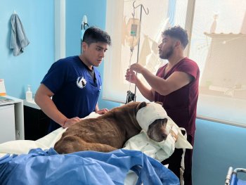 SEDIF denuncia maltrato animal en General Felipe Ángeles; canino recibe atención médica