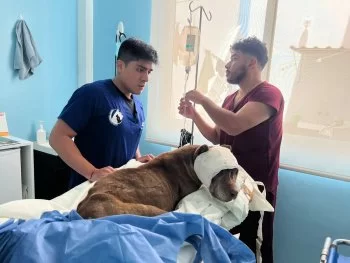 SEDIF denuncia maltrato animal en General Felipe Ángeles; canino recibe atención médica