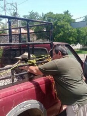 Refuerzan sanidad pecuaria en Guerrero con supervisión en punto de verificación Palos Altos