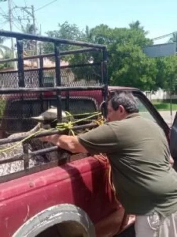 Refuerzan sanidad pecuaria en Guerrero con supervisión en punto de verificación Palos Altos