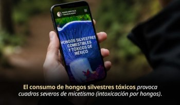 Alerta por hongos tóxicos: 100 especies peligrosas y riesgos de intoxicación en México