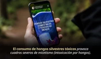 Alerta por hongos tóxicos: 100 especies peligrosas y riesgos de intoxicación en México