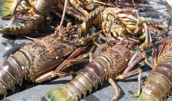 Conapesca anuncia siete vedas y nueve aprovechamientos pesqueros para julio de 2026
