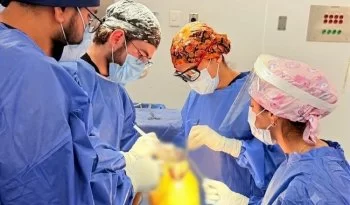 ISSSTE realiza cirugías de rodilla a 40 derechohabientes en Torreón; recuperan movilidad