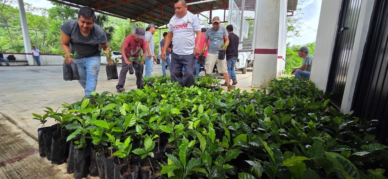 Gobierno de SLP entrega plantas de café de alta calidad a familias tének en Tancanhuitz