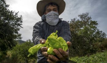 Exportaciones agroalimentarias a Reino Unido crecen 15% en 2025; volumen se dispara 70.3%