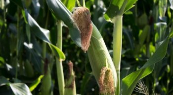Michoacán será sede del programa piloto nacional para producción sustentable de maíz