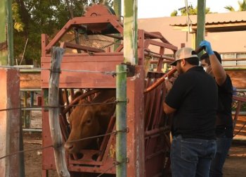 SEPADA inicia barrido de tuberculosis bovina en Loreto con inversión de 16.2 mdp