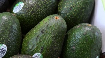 Indicación Geográfica Aguacate Franja Michoacán protege origen y genera 150 mil empleos
