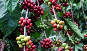 Senasica destina 32.2 mdp para combatir plagas del cafeto en ocho estados