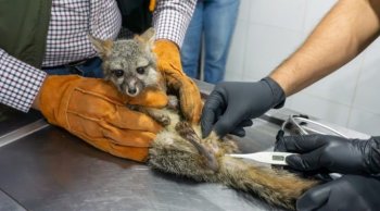 Rescatan zorro gris en Morelia; Profepa lo traslada al Zoológico Benito Juárez
