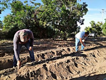 BCS cuenta con 39 mil hectáreas para siembra y genera 15 mil mdp en cultivos de reconversión