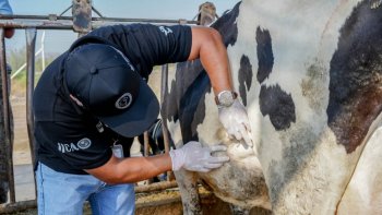 Chihuahua refuerza blindaje sanitario ante sospecha de Gusano Barrenador en becerro