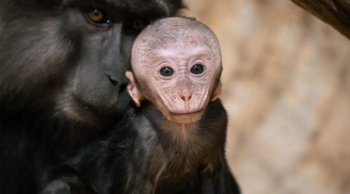 Zoológico de Morelia registra 528 nacimientos en la actual administración; se consolida como referente en América Latina