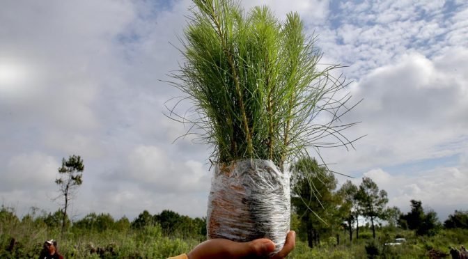Michoacán plantará 13 millones de árboles en 2026 para restaurar ecosistemas y proteger el agua