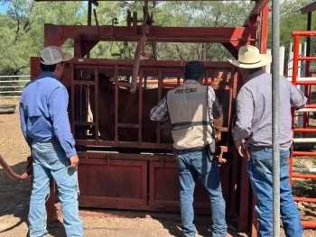 Realizan saneamiento en Hidalgo del Parral por caso de Gusano Barrenador del Ganado