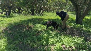 Gobierno de Zacatecas realiza búsqueda forense en zona serrana de Fresnillo