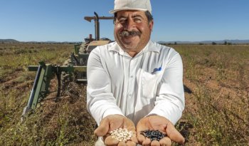 INIFAP desarrolla variedades mejoradas de frijol para fortalecer producción nacional