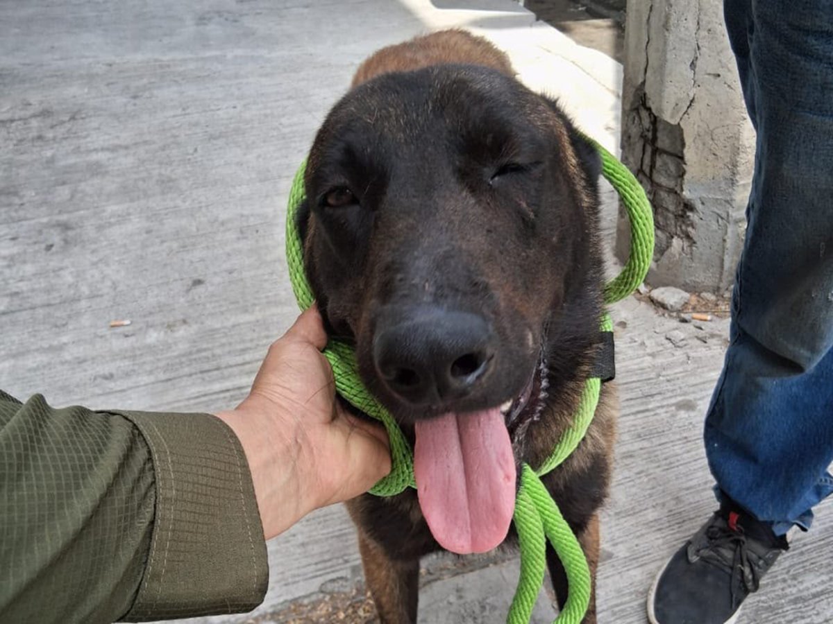 Resguardan a perro con cola mutilada por machete en Apodaca; buscan a responsables