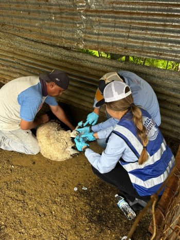 SDR realiza barrido sanitario contra Gusano Barrenador en Parral; pide colaboración de ganaderos