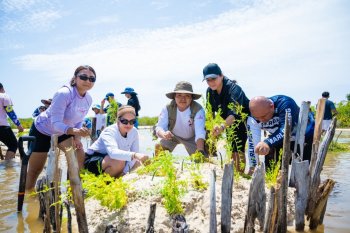 Voluntarios hoteleros restauran manglar en Punta Sur, Cozumel