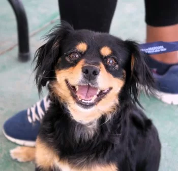 Esterilizar a perros y gatos mejora su salud y calidad de vida, señala experta