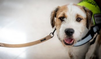Perros inspectores: los héroes de cuatro patas que protegen el campo mexicano