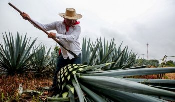Exportaciones de tequila crecen 2.6% anual; México celebra primer Día Nacional del Tequila
