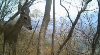 Gobierno de Michoacán instala cámaras trampa para monitorear fauna silvestre en comunidades