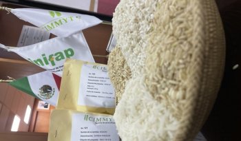 INIFAP y CIMMYT concretan entrega de 123 líneas de arroz para fortalecer soberanía alimentaria