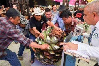 Piña de 300.2 kg gana concurso en Feria del Mezcal 2026 en Oaxaca