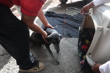 SEDIF Puebla rescata a perra y sus siete cachorros en San Sebastián de Aparicio