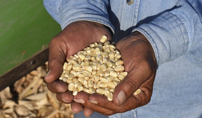 Inician dispersión de 259 mdp a productores de maíz blanco en cuatro estados
