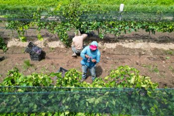Aguascalientes se consolida como quinto productor de uva en México gracias a apoyo estatal