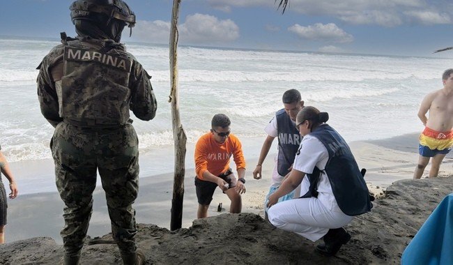 Rescatan 39 huevos de tortuga marina en Playa Azul; Semar y PROFEPA actúan en conjunto