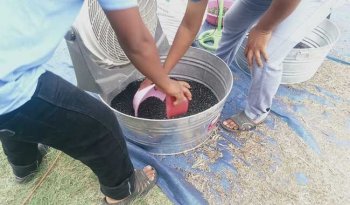 Comunidad Tzeltal en Tabasco crea banco de semillas para preservar prácticas agrícolas tradicionales