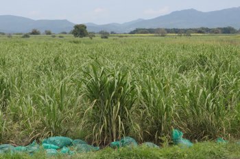 Drones agrícolas fumigan 60 hectáreas de caña en Tepeojuma, Puebla