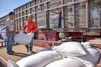 Entrega Gobierno del Estado 60 toneladas de maíz rolado a productores de Juárez y Guadalupe