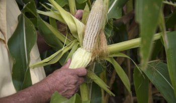 Gobierno y industria acuerdan compra anticipada de 1.2 millones de toneladas de maíz blanco
