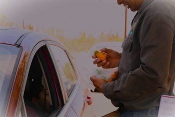 BCS mantiene cero casos de mosca de la fruta; invierte en sanidad vegetal
