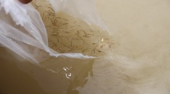 Liberan 60 mil peces blancos en lago de Pátzcuaro para recuperar especie nativa