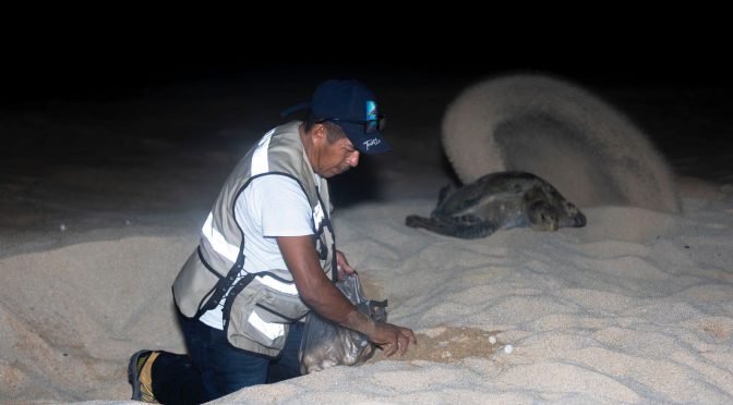 Liberan 4 mil 795 crías de tortuga laúd en playas de Michoacán