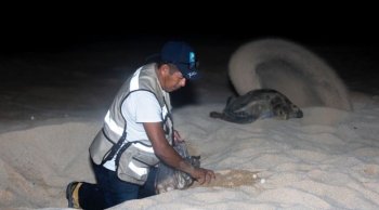 Liberan 4 mil 795 crías de tortuga laúd en playas de Michoacán